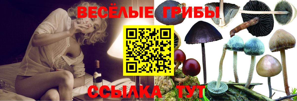 Псилоцибиновые грибы мицелий Губкинский